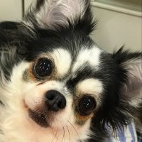 ごま (@r_goma0126) 's Twitter Profile