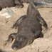 Gator (@cryptogator3) Twitter profile photo Gator (@cryptogator3) Twitter profile photo