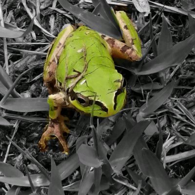 happy_moko's profile picture. Ｍ男です。やっぱり虐められる動画は最高＝！