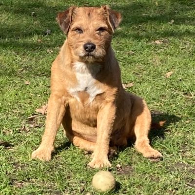 Best things in life are my partner, home, my border terrier, everything outdoors, a good book. Project Manager for Peer Support @cwpnhs @experienceCWP