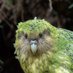 Kakapo neozelandés (@KNeozelandes) Twitter profile photo