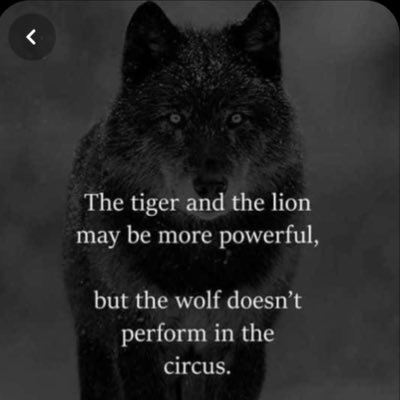 rathore_16dec's profile picture. The Lion 🦁 or the Tiger 🐅 may be more powerful but Wolf 🐺 does not perform in a Circus so be a WOLF .... Tiger to Shroff bhi hai ....😝