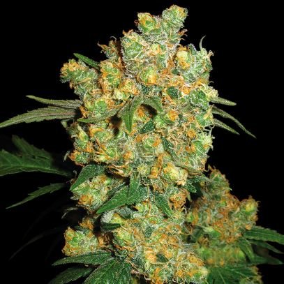 Cannabis🌱
Seed Breeder💥
MarsHydro Sponsored
https://t.co/DdHiwvoVIg
DTW Sponsored https://t.co/Hg1vIgHKmf