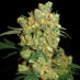 Cannabis (@cannabisnow01) Twitter profile photo Cannabis (@cannabisnow01) Twitter profile photo