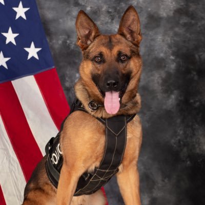“Bane is the name, fighting crime is the game”
-3 year old Belgian Malinois/German Shepherd
-Serving the Kearney Police Department since March of 2019