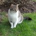 Casper The cat (@casperthecat9) Twitter profile photo Casper The cat (@casperthecat9) Twitter profile photo