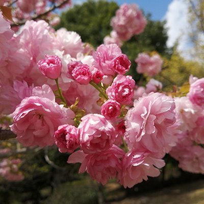 お花とうたと平和が大好きです。71歳になりました。「アベスガ」をそのまま引き継いだ憲法無視、国民無視、利権まみれ、平和くらし破壊の岸田政権を変えたいと願っています。わたしたちは、微力でも無力ではありません。黙っていては何も変わらない。あきらめず、行動・発信を続けます。