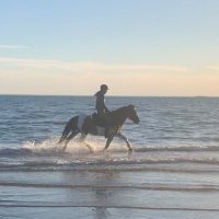 E (@ecequine) 's Twitter Profile