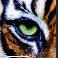 Ironton Speed & Strength (@thefactory_win) 's Twitter Profile