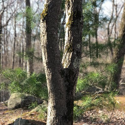 Individual Investor | Trails | Mountains