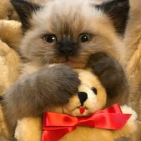 ~ Kitty Lover ~(@HIGHBROW_HIPPIE) 's Twitter Profile Photo