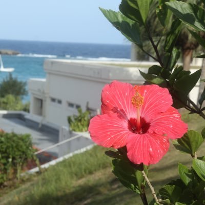 suzutogenru's profile picture. 東京在住/ バンドライブみたり写真撮影するのが好き/ IT系インフラフリーランス(主にNW)