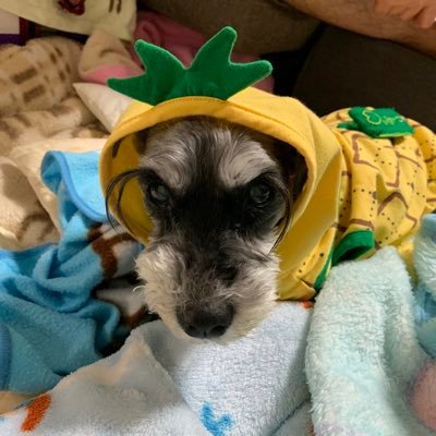 1Piscine's profile picture. プログラミング再勉強中…！42生