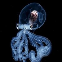 Matthew O (@sciamanoinglese) 's Twitter Profile
