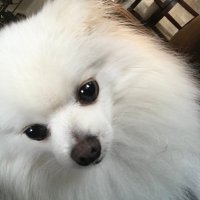 Fed up (@global_states) 's Twitter Profile