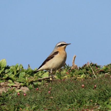 Patch birder (Barton-on-Sea east to Hordle Cliff, Hants) after a few years at Pennington/Keyhaven. Moths. Southampton FC. Cricket. Beer. Moaning.