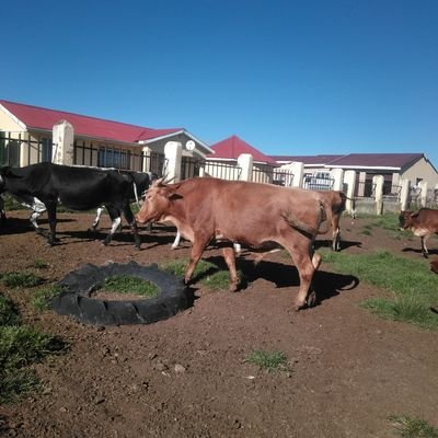 TyhophoX's profile picture. 