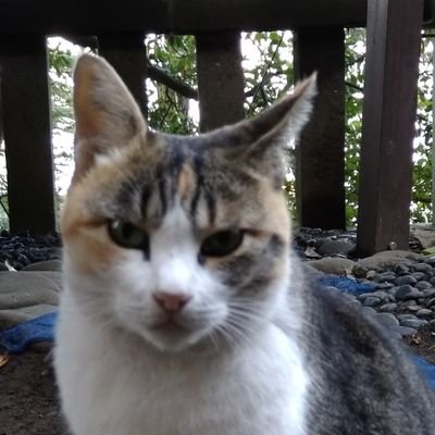 kunnidaisukidaz's profile picture. リフレでマッサージしてあげるの大好き:じっくり御奉仕したい
秋葉原·池袋