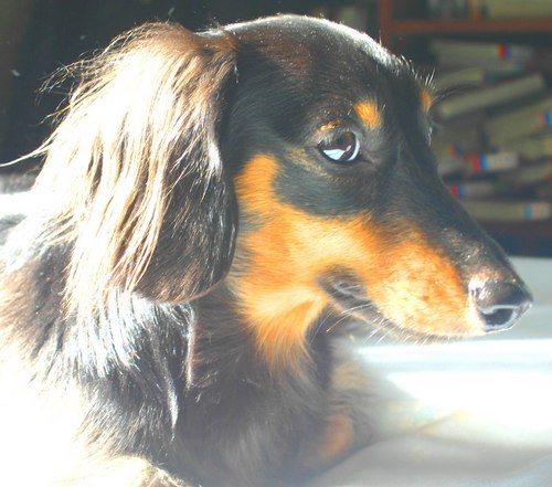 愛犬Peaceを愛するkoronです。埼アリでフラレてからジュリー堕ちしました❤️よろしくお願いします😻🤗沢田研二さんジュリーLoveです😊😍 マイケル・ジャクソンも好き❣️