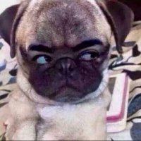 Beard Paola ❤️ Memecoin (@beardpaola1) 's Twitter Profile