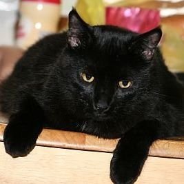 Diane0061's profile picture. Life long Dem. Love cats, crochet and heavy metal.