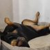 Schlafender Hund 💤🇩🇪 🇪🇺 🇺🇦 (@SchlafenderH) Twitter profile photo