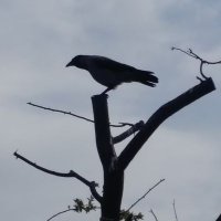 raven (@gmbit3) 's Twitter Profile