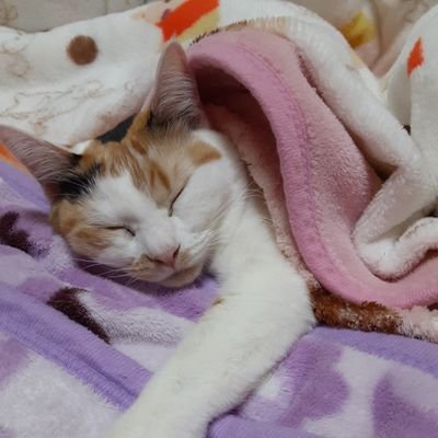 こんにちは。保護猫含め41匹の猫と　これまた保護した赤ミミ亀(みどり亀)と暮らしてます！毎日お世話に仕事にと、何とかギリギリの生活では有りますが充実した日々を過ごさせて頂いてます。