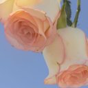 PeterHang - @PeterHang17 - Twitter