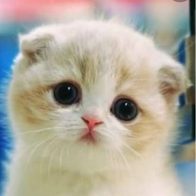 WarriotG's profile picture. Fighter Pilot to be😊💓
Military lover☀
Be it deserts or rivers, all are under my WINGS;-);)
crazy girl.....:-D😁