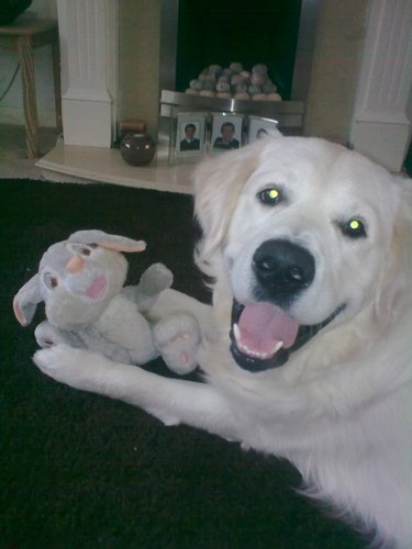 olliedevildog's profile picture. im a retriever, im naughty but nice and im on facebook so please be my friend, digging and swimming are my favourite things in the whole world oh and my mummy,