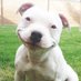 The Original Dogfather (@racismwatch568) Twitter profile photo The Original Dogfather (@racismwatch568) Twitter profile photo