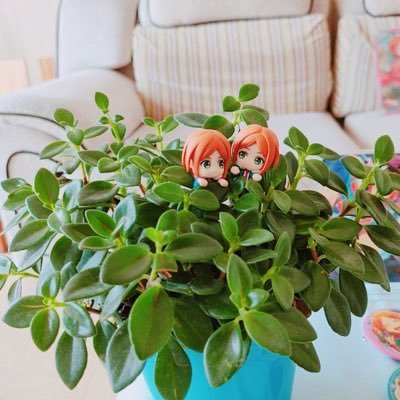 深夏 Himawari Xia Twitter 深夏 Himawari Xia Twitter
