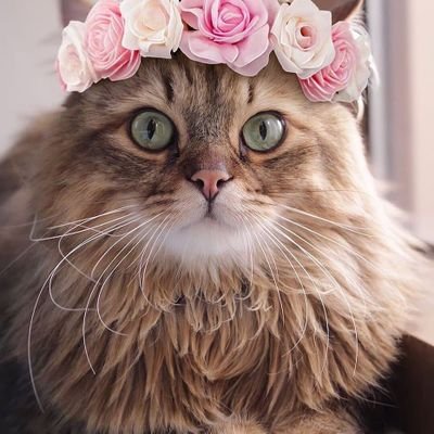 🇺🇸Welcome🇺🇸
To #cats_point
Check here some pictures & videos for you⬇️
➡️ Follow and support us @pointcats if you love cats😻
we will be thankfull 💙💙❤❤