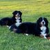 Murphie - ๐ , Reese, & Andi (@murphie_n_reese) Twitter profile photo Murphie - ๐ , Reese, & Andi (@murphie_n_reese) Twitter profile photo