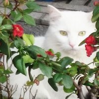 りんりん。 (@rinrin02040204) 's Twitter Profile Photo