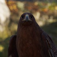 🪶 Birds Of Gaming 🪶(@BirdsOfGaming) 's Twitter Profile Photo