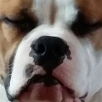 William (@franticnerdgasm) 's Twitter Profile