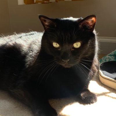 IceCrab1's profile picture. what’s this for