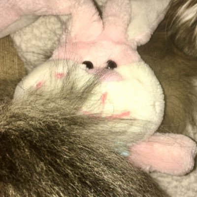 badbitchbunny3's profile picture. lil bunny BiG ATTiTUDE!  Like tweeting about tv shows/movies/cats/random stuff!