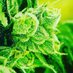 Weed herbalist (@herbalistweed) Twitter profile photo Weed herbalist (@herbalistweed) Twitter profile photo