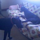 Toni Willis - @menjuw2 - Twitter