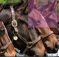 Vente et adoption de pur sangs & trotteurs réformés de courses en partance pour l'abattoir - Adoption and selling of reformed racehorses going to be slaughtered