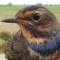 Observador y Anillador cientifico de Aves (Grupo Aragon de anillamiento, GAA). 
Disfruto en la naturaleza.

Birder & Nature lover & Ringer.