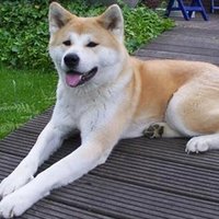 Crane Ayleen ❤️ Memecoin (@craneayleen) 's Twitter Profile