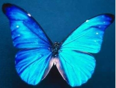 PaulinaTwiggs's profile picture. Scientia potentia est. In omnibus caritas.
{Knowledge is power. In all things kindness.}