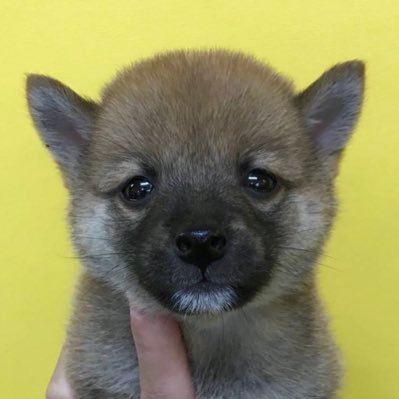 豆柴マルルの日常 ちょっと太り気味な男の子 ちょっと狂暴 おやつ大好き 公園大好き 車の助手席大好き ハーネス大嫌いな2018年７月30日生まれです You tube見ません m(_ _)m無言フォロー失礼します センシティブな内容見れません、すみません！#豆柴 #犬猫好き #柴写真 #ハウスDIＹ