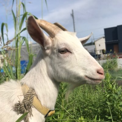 usp_yagibu's profile picture. 滋賀県立大学ヤギサークルです!🐐