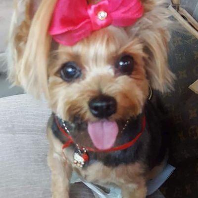 CynthgonzalezL's profile picture. 