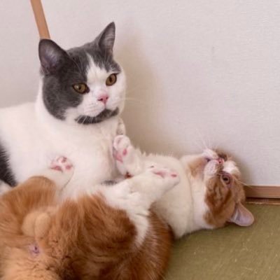 のありてお🐱🐱さんのプロフィール画像